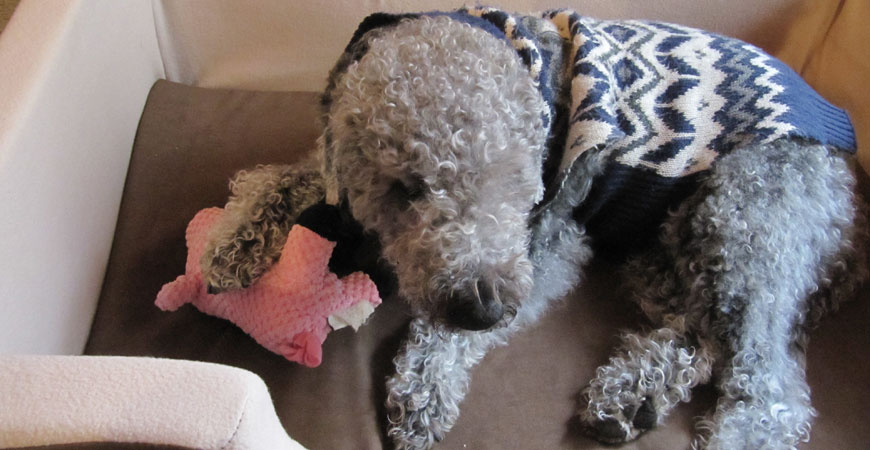 Bedlington rescue dogs for hot sale rehoming